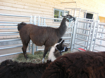 Barbar Gobbi Wooly und Classic Lamas