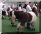 Woolly Lamas im Ring
