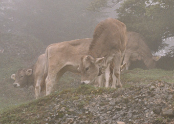 Alpakas koennen die Alp problemlos mit Rindern teilen.